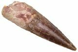 Fossil Spinosaurus Tooth - Real Dinosaur Tooth #225482-1